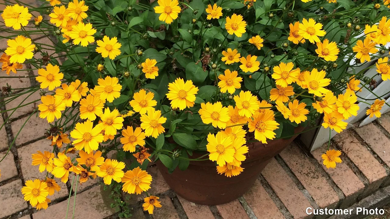 Coreopsis Pruning and Deadheading