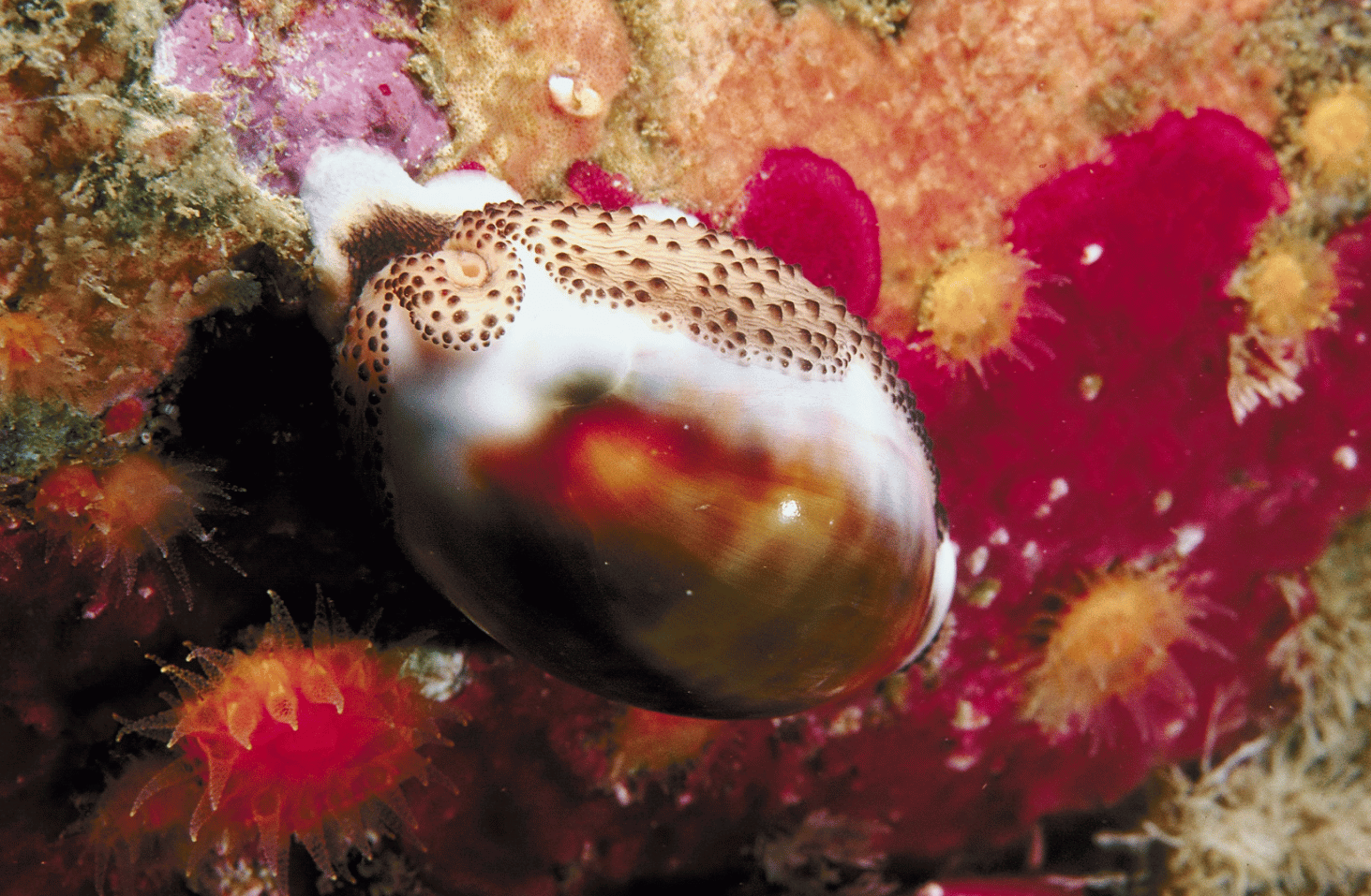 Cowrie snail