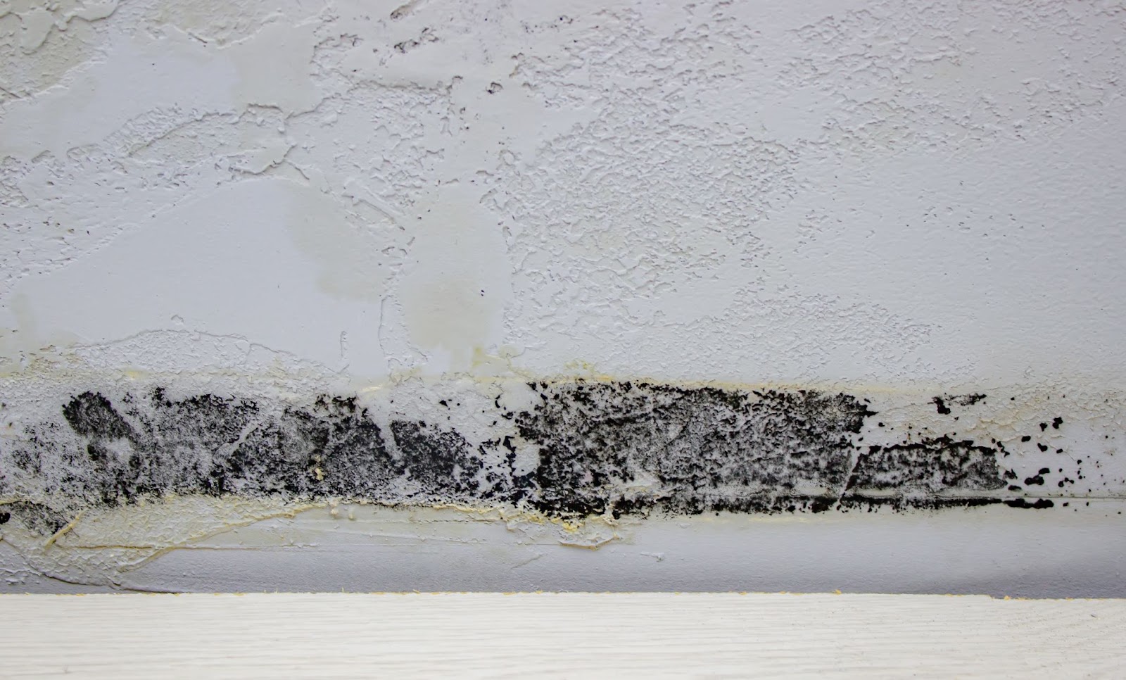 Black mold and fungus on the wall after house flooding.