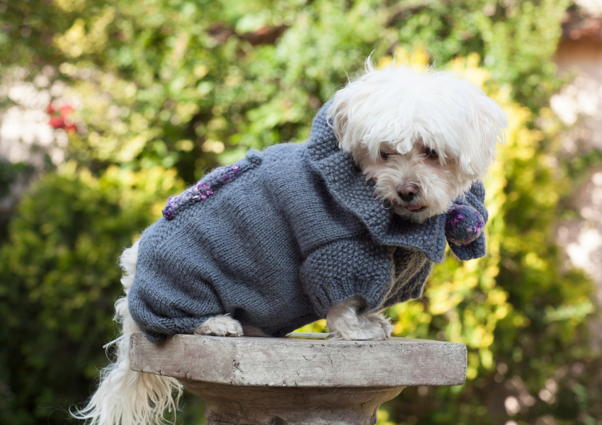 Dog Sweater
