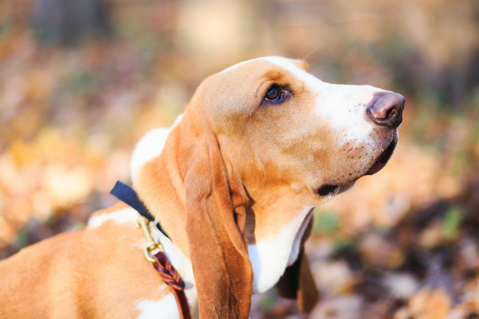 Basset Hounds