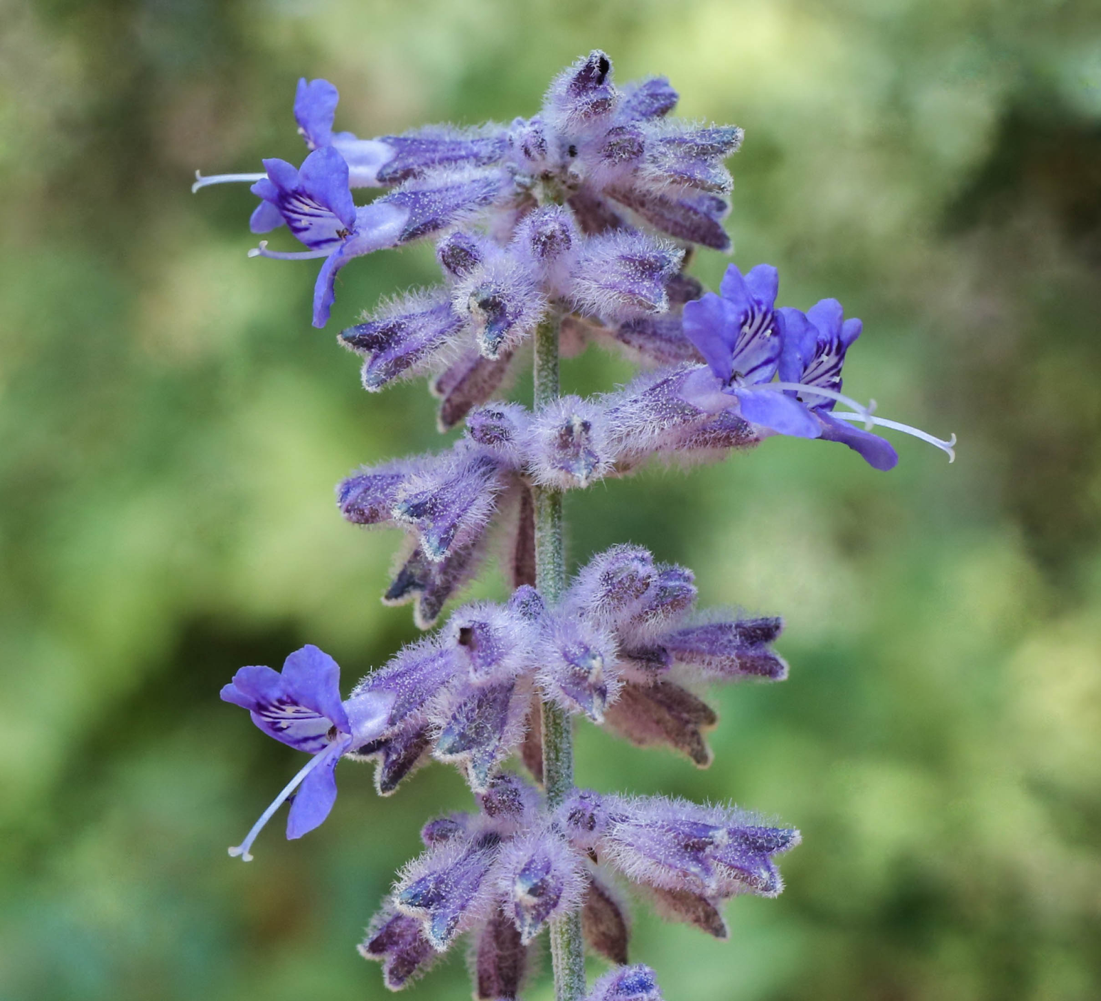 Russian Sage (Perovskia atriplicifolia)