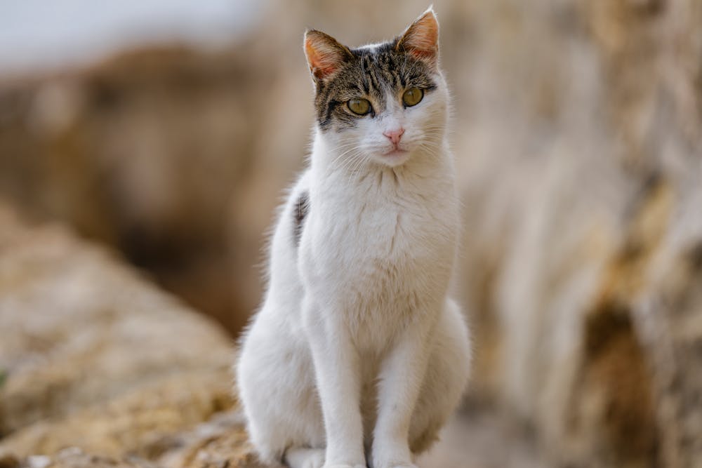 Charming Tabby Cat in Natural Setting