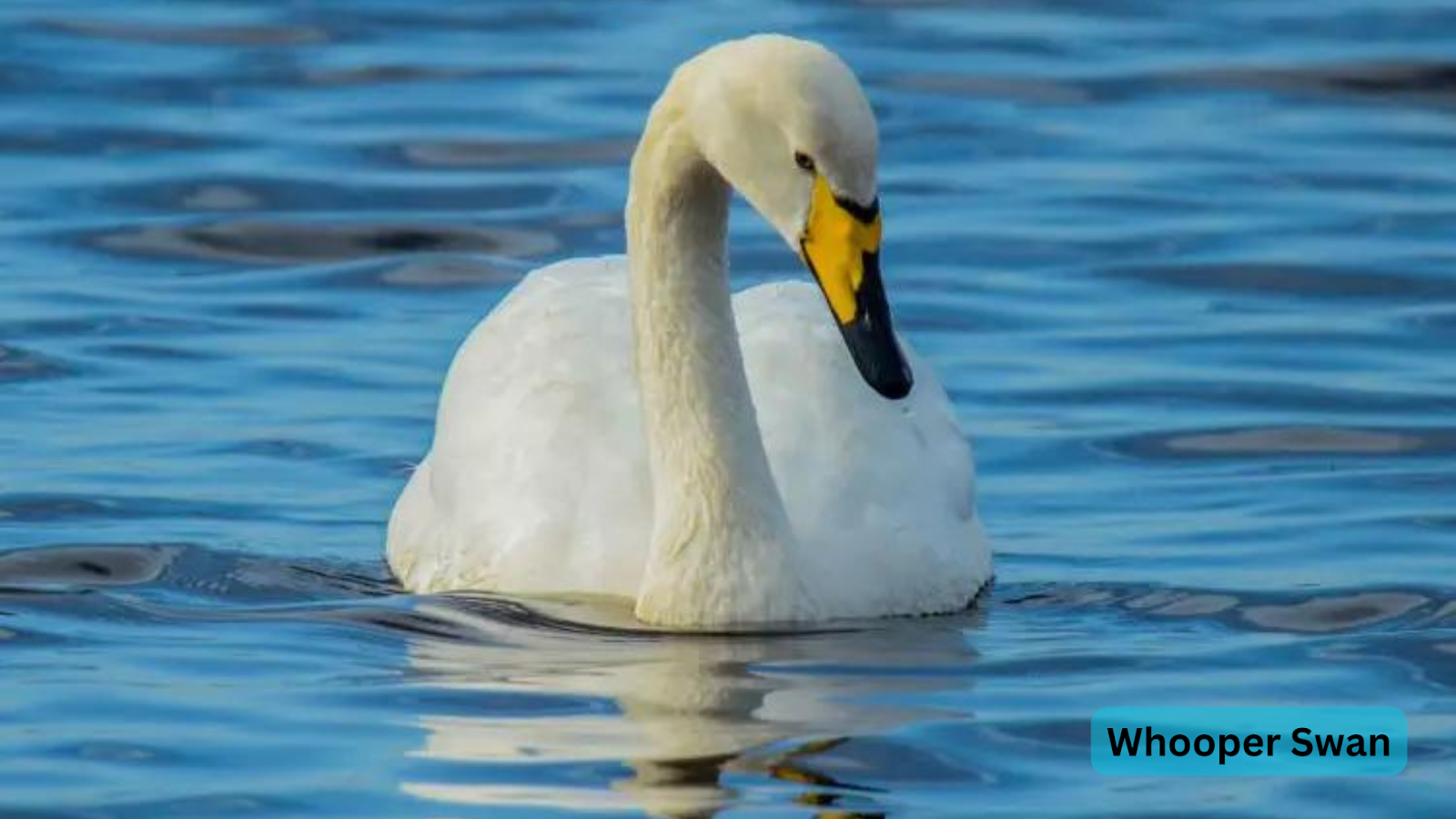 Whooper Swan