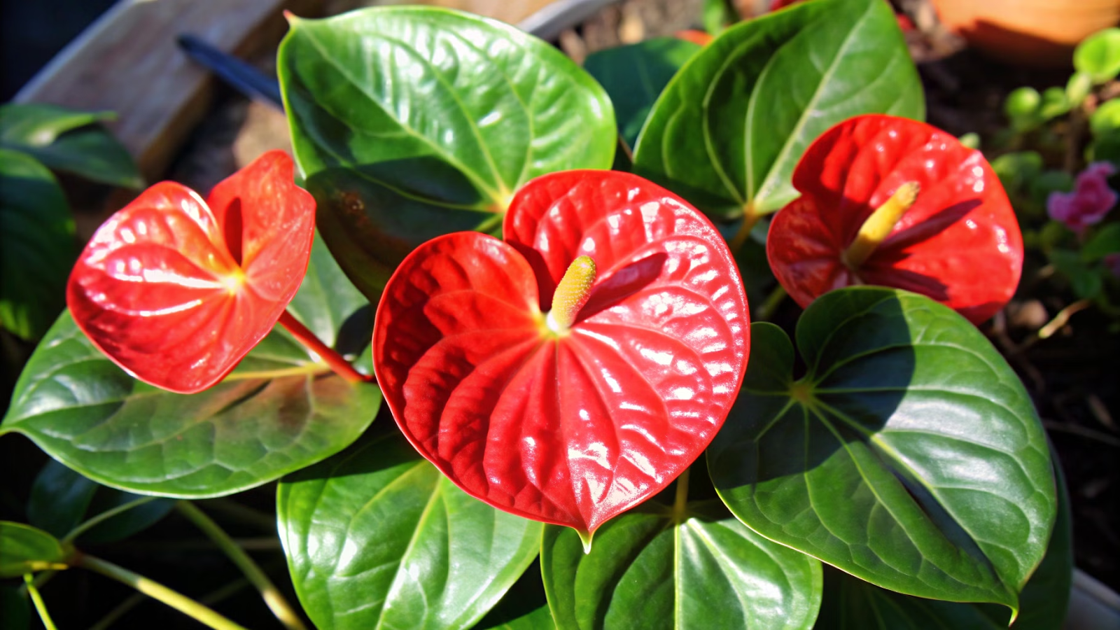 ntúrio com flores vermelhas brilhantes em luz suave no jardim de sombra.