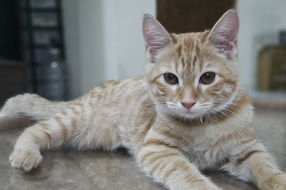 Relaxed Ginger Tabby kittens at Home