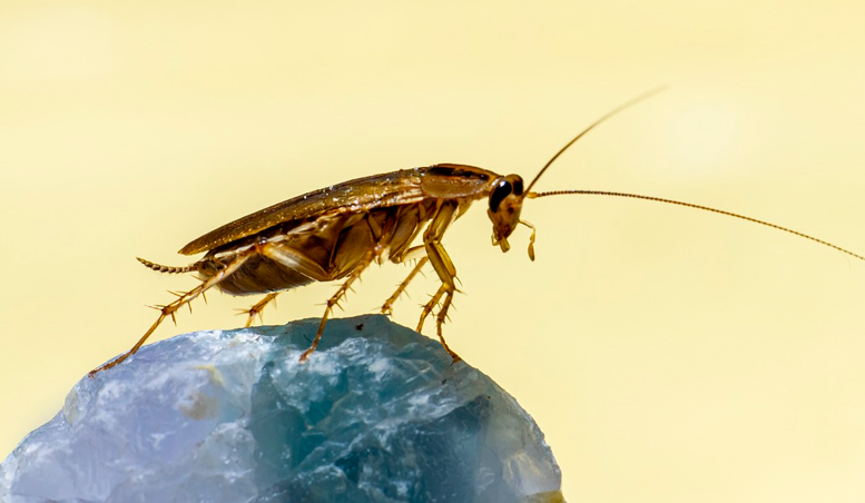 Roach Poop and Health Hazards