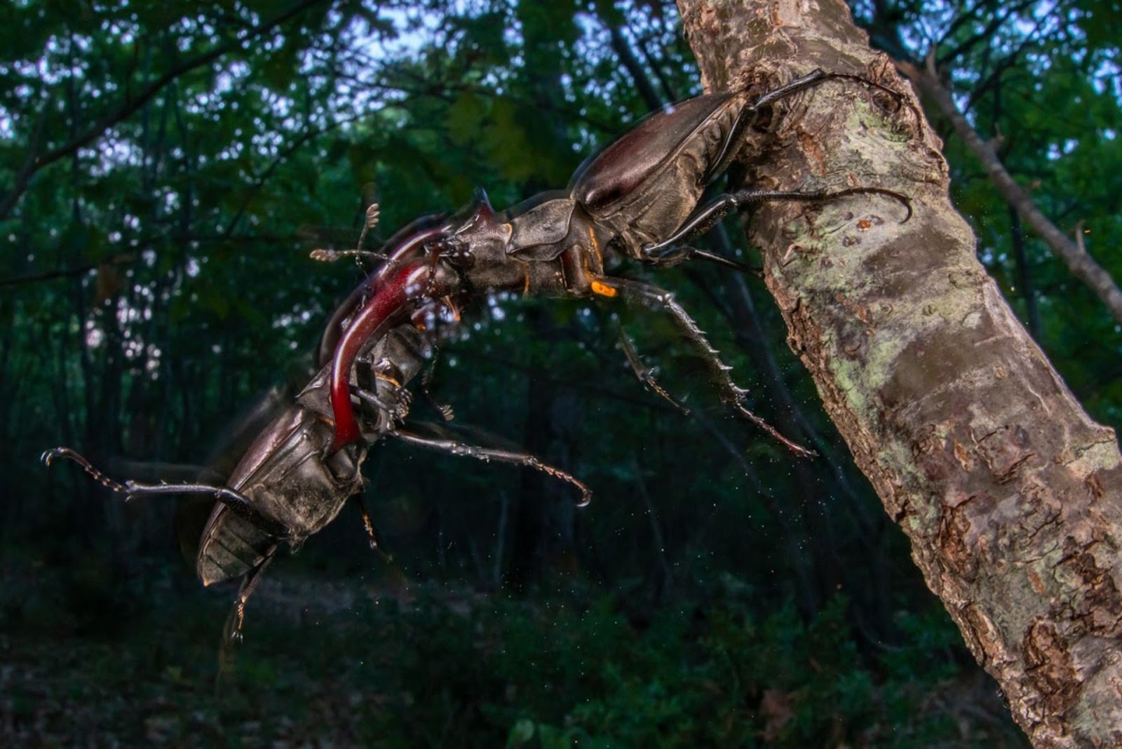 https://www.fpa2photoaward.org/thmb/1920/medias_upload/moxie/editions/2025/FORESTS_1WINNER_4_FORESTS_1464.jpg