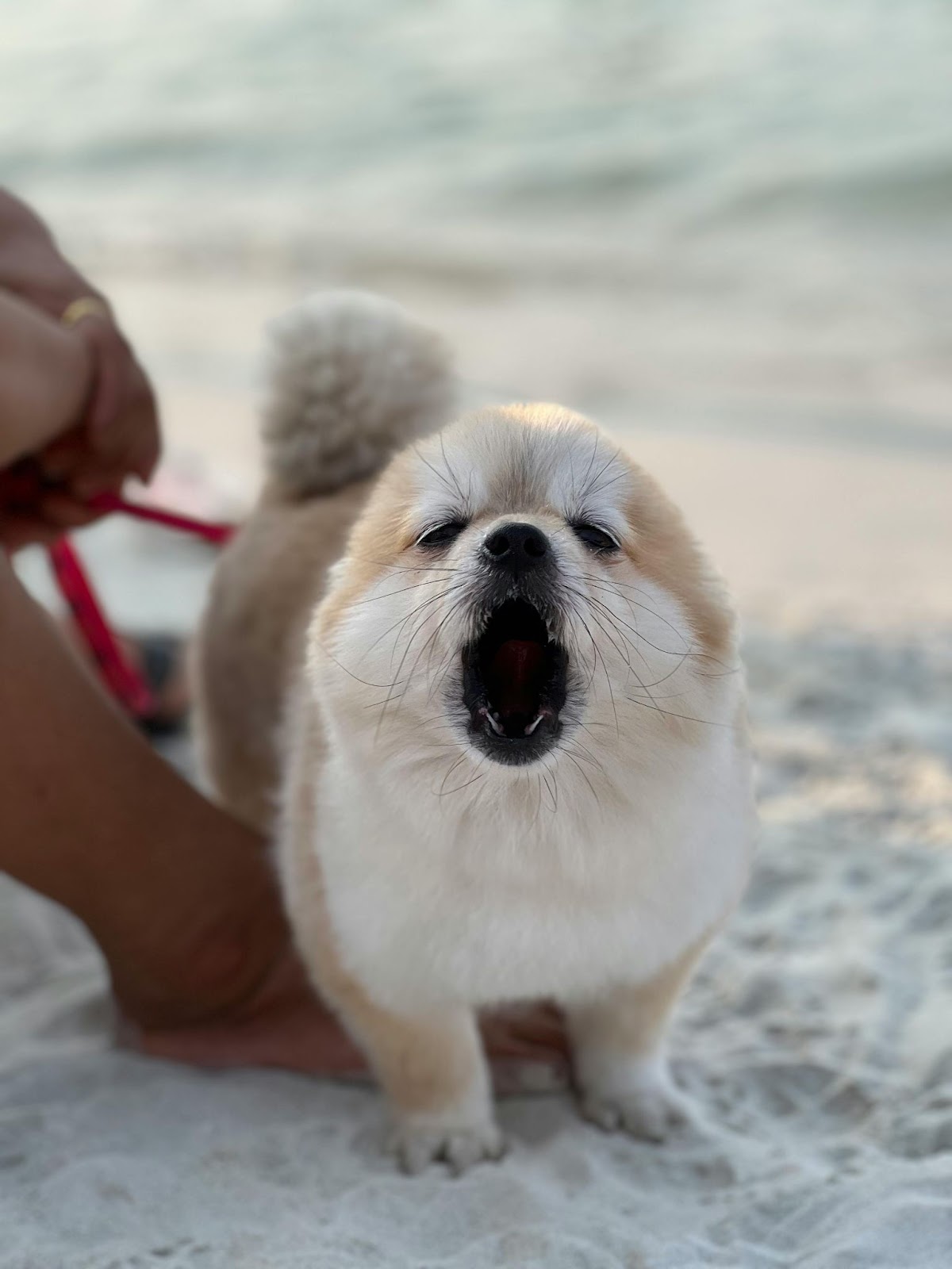 Small Dog on Beach Barking at Camera