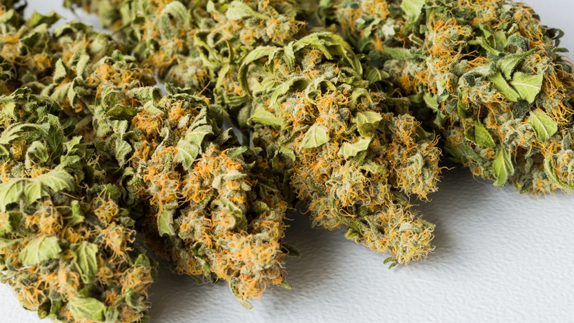 Raleigh's THCA Flower Extravaganza: Browse Now! - Hemp Generation