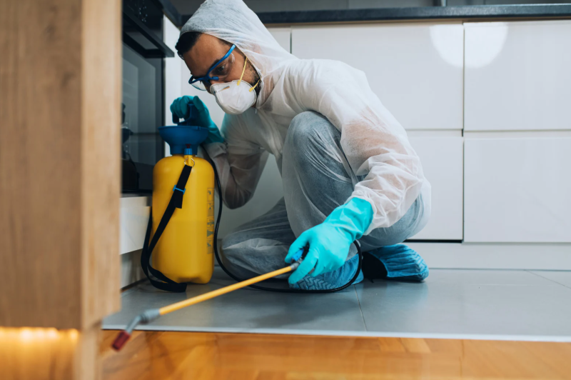 Pest Control Fair Lawn Common Pests and Prevention
