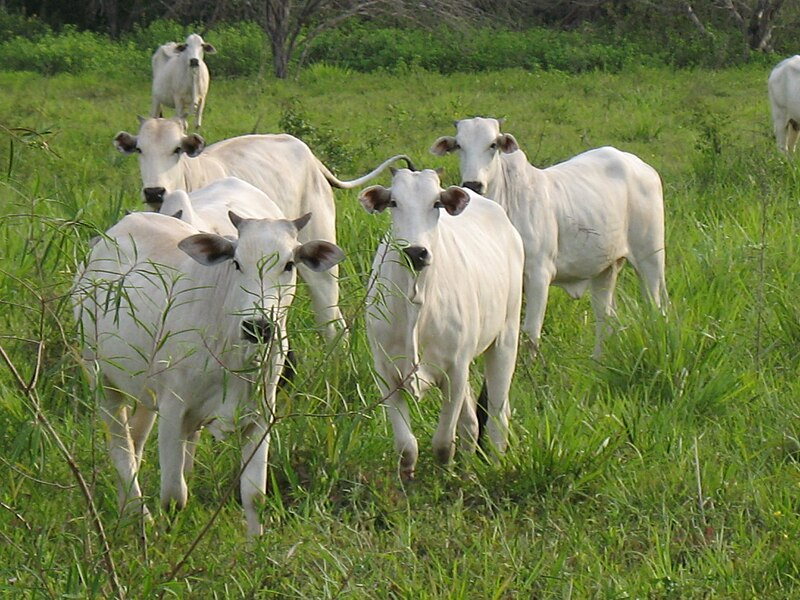 Bovines in the Pantanal Reion, Brazil.