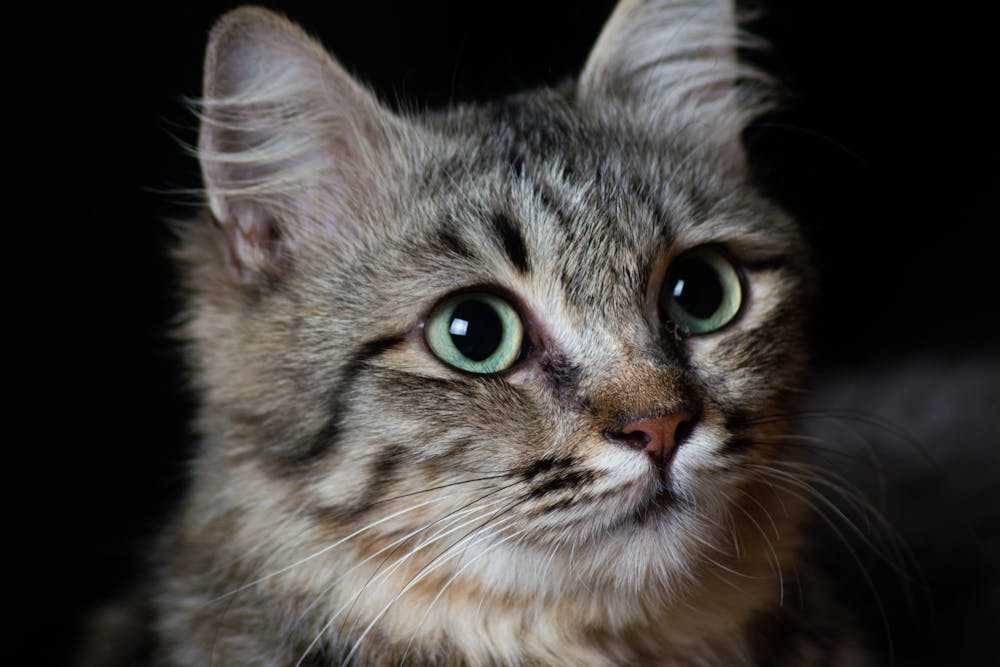 Tabby Cat in Close Up Photography