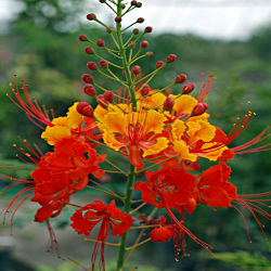 Peacock Flower