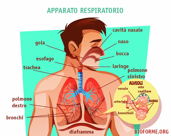 apparato respiratorio