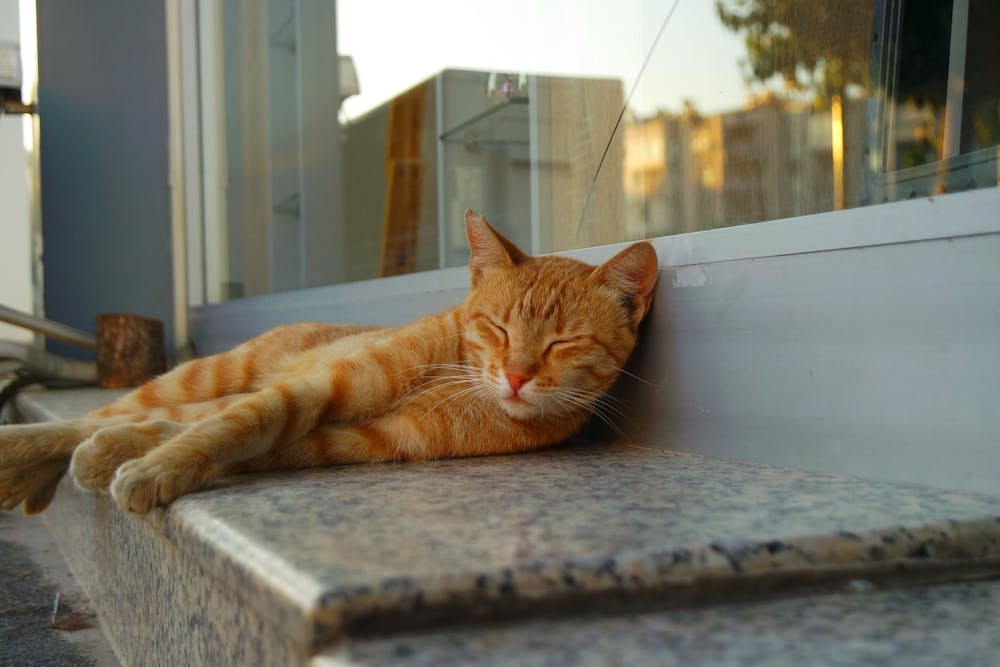 Cozy Ginger Cat Sleeping on a Street Ledge