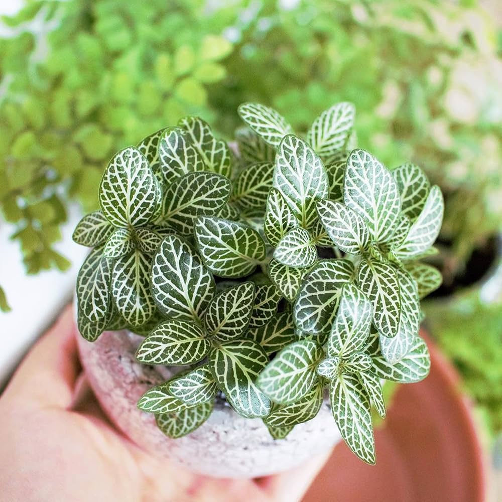 Benefits of Fittonia Plant