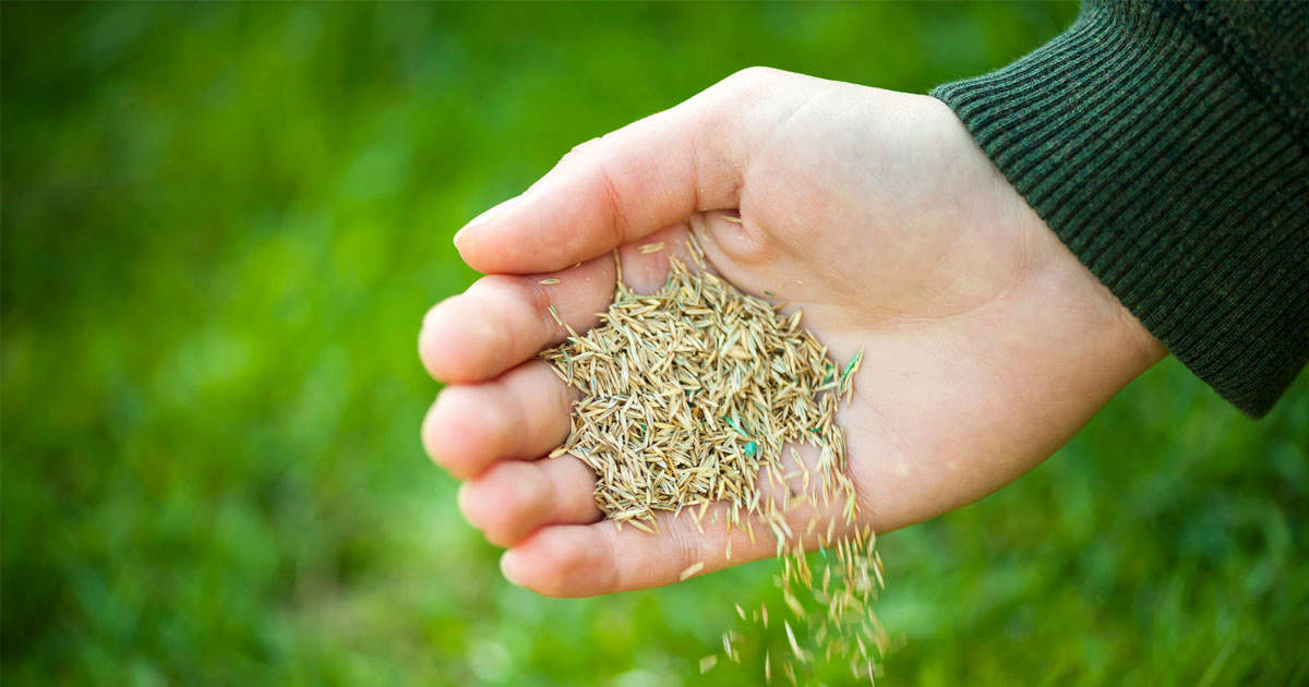 Lawn Seeds for Winter