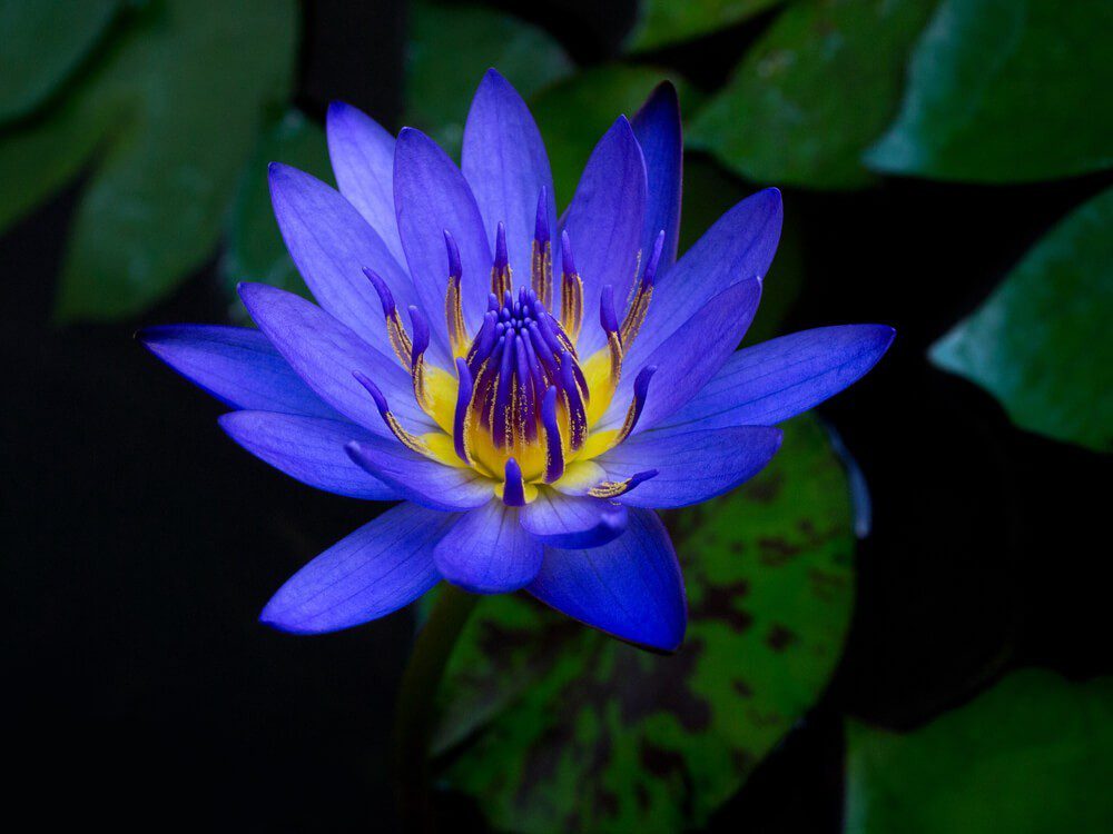 Blue Water Lily