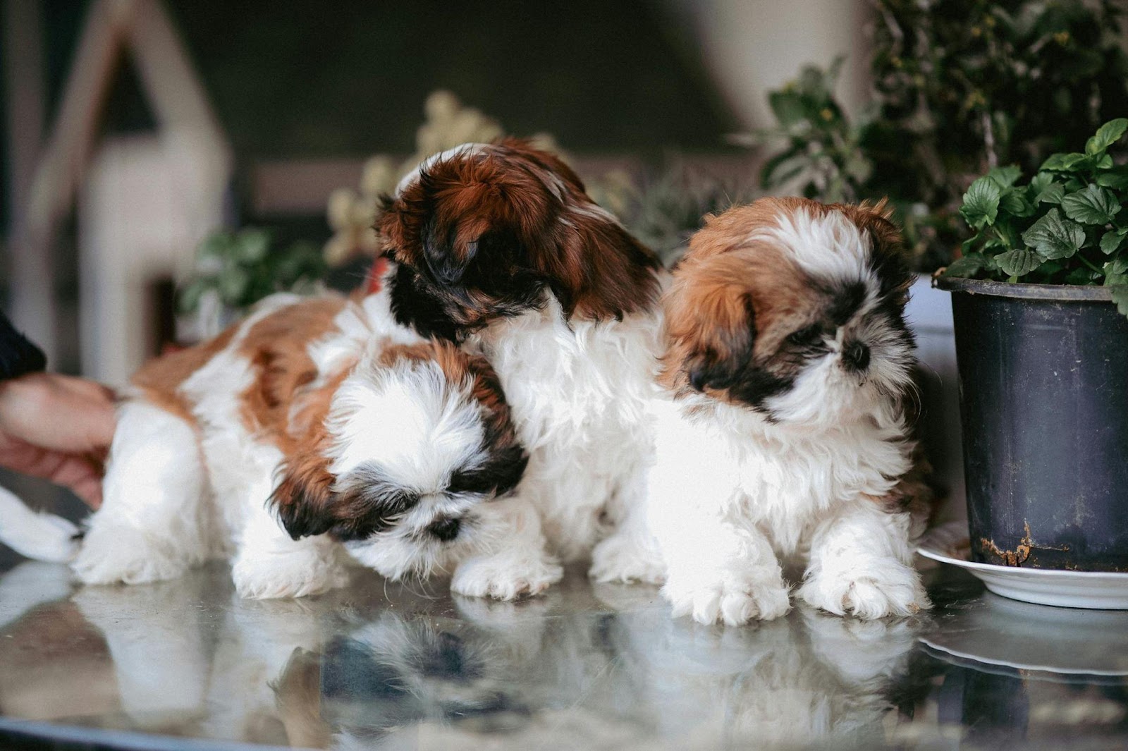 Shih Tzus