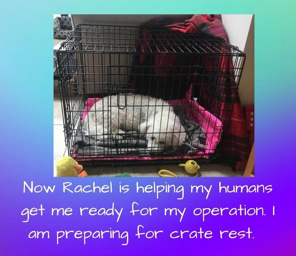 bichon frise in a dog crate