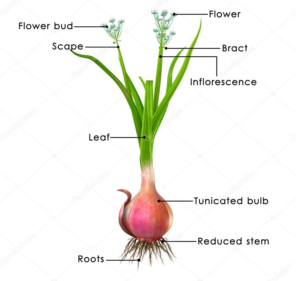 Onion Botany