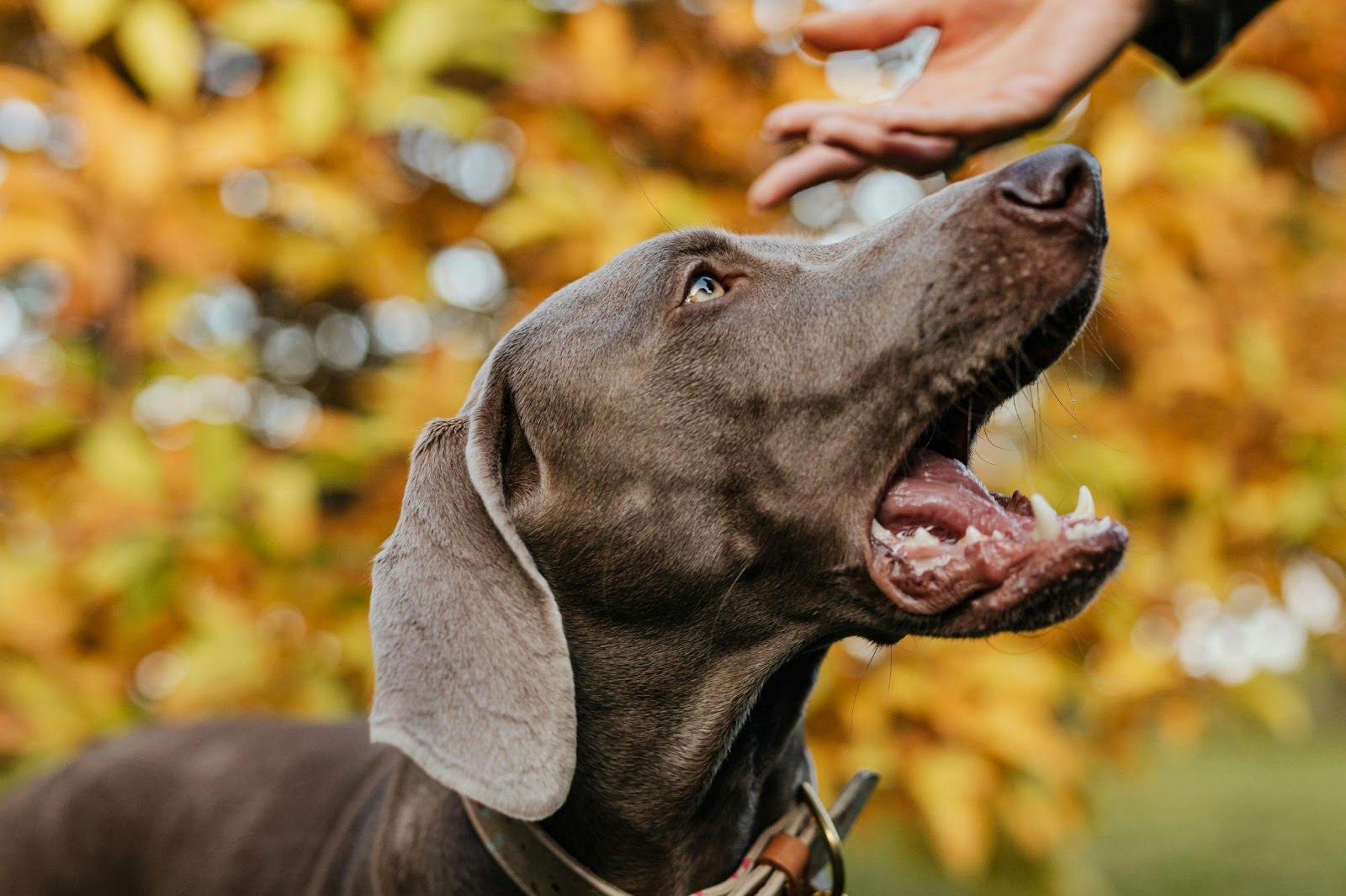 Weimaraners