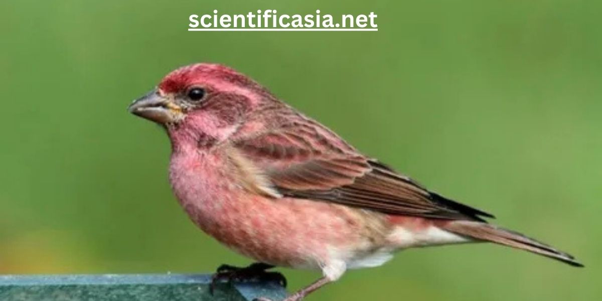 Purple Finch (Haemorhous purpureus)