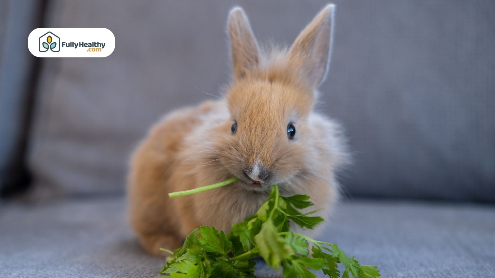 A rabbit eating parsley leaves