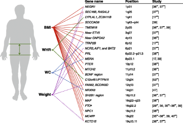 The Genetics of Obesity | Current Diabetes Reports