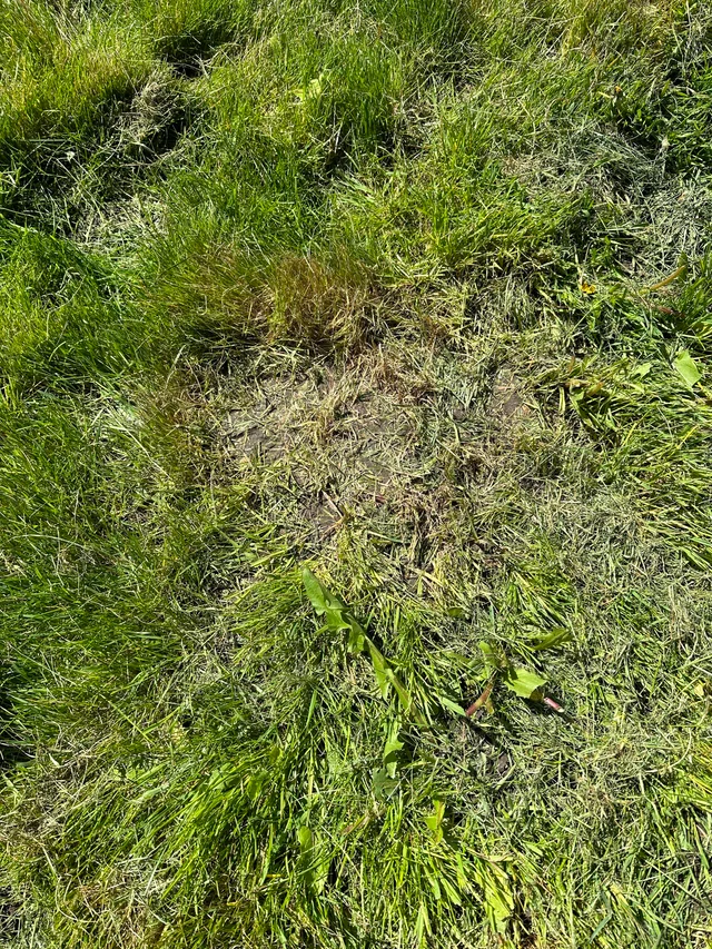 Spongy turf