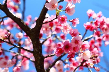 陽明山櫻花季  Cherry Blossom (Feb - Mar) (3)