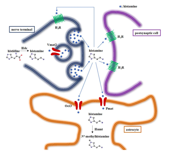 A diagram of a cell

Description automatically generated