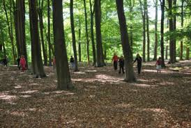 Bosspellen - Leuke spellen voor in het bos - SpelActief