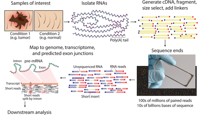 Implementation Workflow for RNA Sequencing
