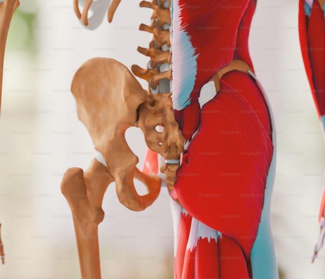 A human skeleton and a model of the human body