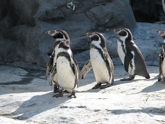 Humboldt-Pinguine