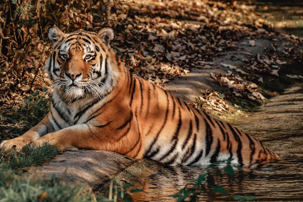 A Tiger on Water