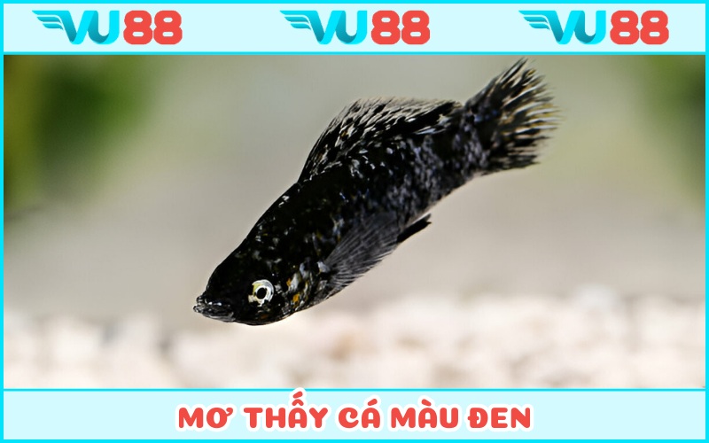 Chiêm bao kình ngư màu đen