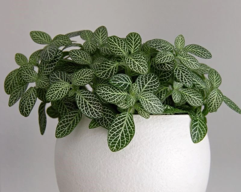 Fittonia care guide: Grow the nerve plant indoors