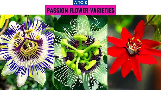 Passion Flower Varieties A to Z