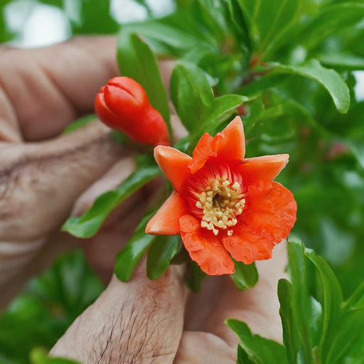 Caring for Pomegranate Flowers During Blooming Season