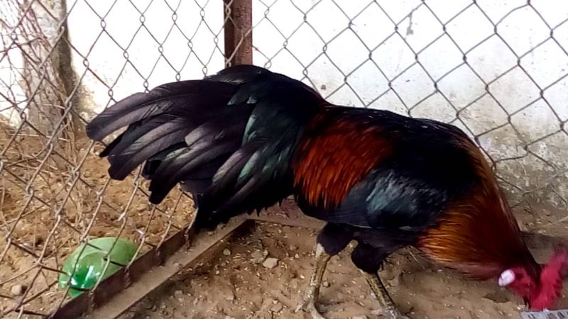 Các ưu điểm của sảnh chọi gà trực tuyến