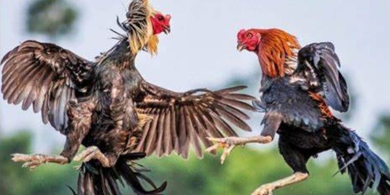 Giới thiệu lịch sử hình thành gà chọi