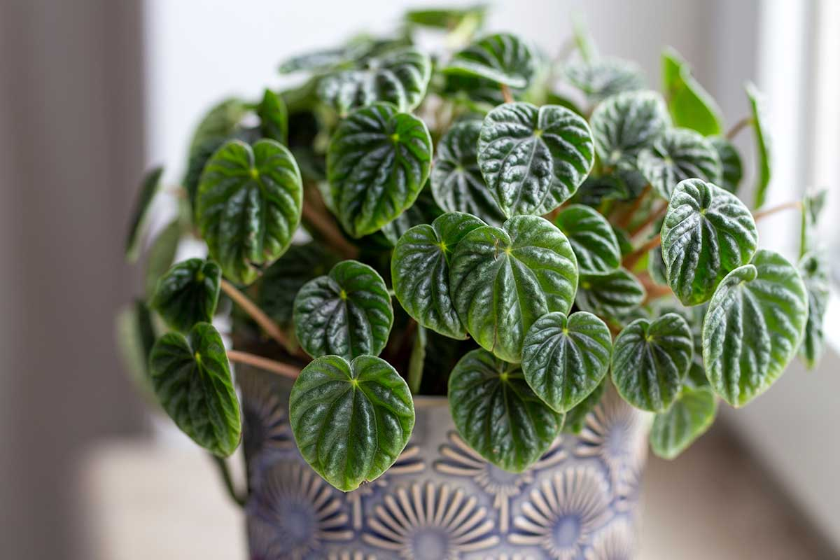 Peperomia plant care: A compact, low-maintenance choice