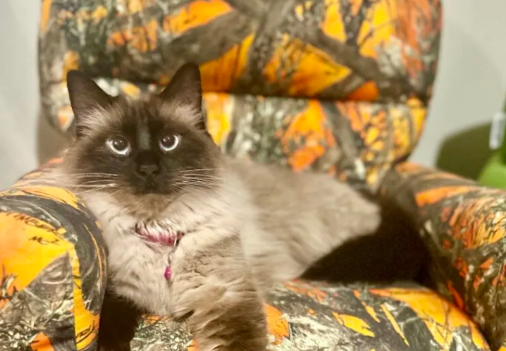 Himalayan Cat Personality Emerges Through Recovery
