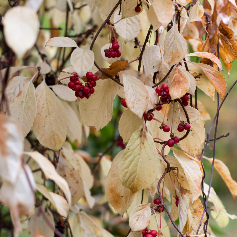 Schisandra Chinensis bush with clusters of bright red berries among lush green leaves.