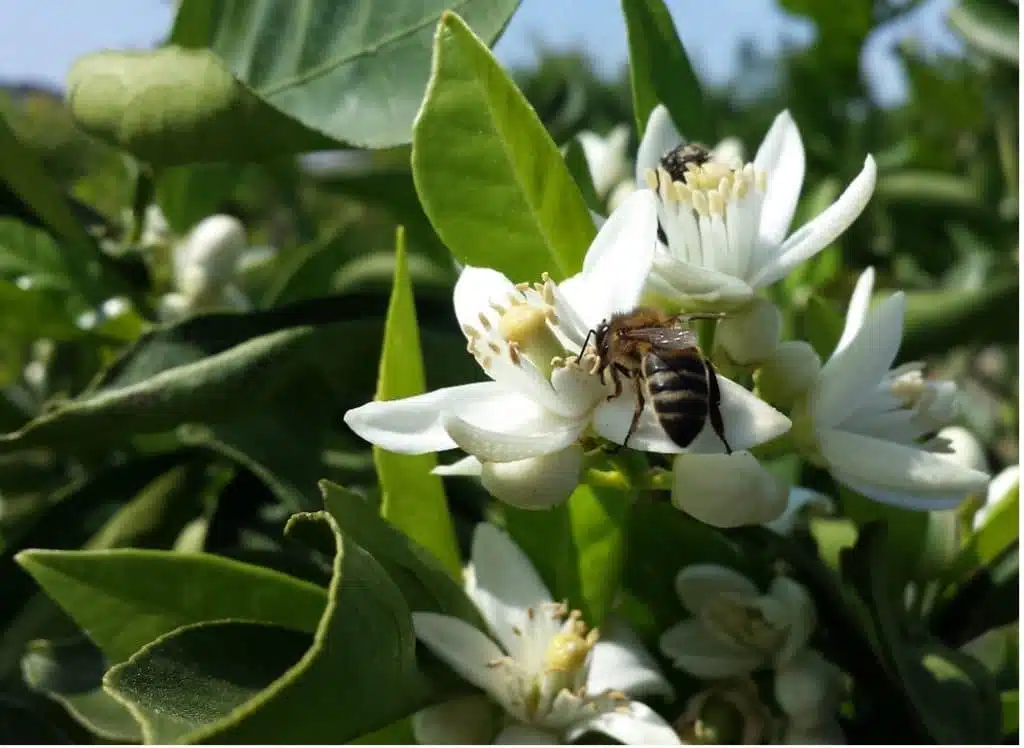 Les principales floraisons pour la récolte de miel de printemps - PLANTES MELLIFÈRES