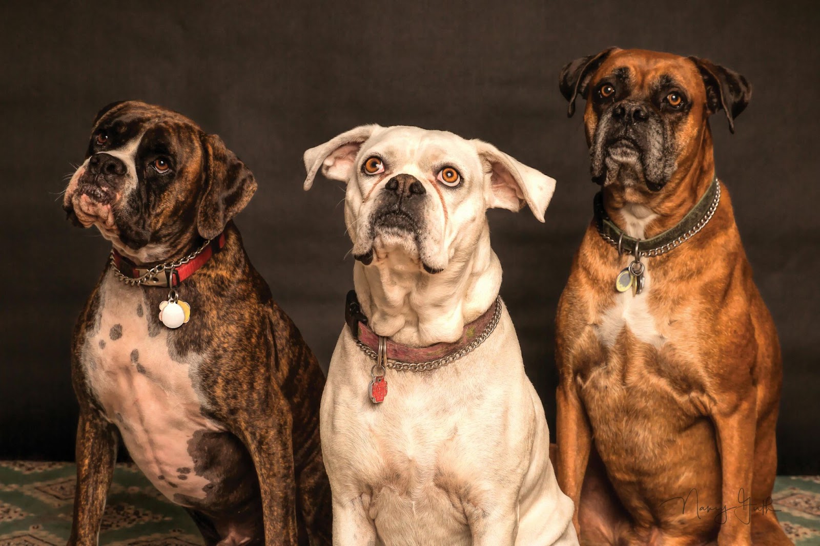 Three Boxer Dogs Looking Up