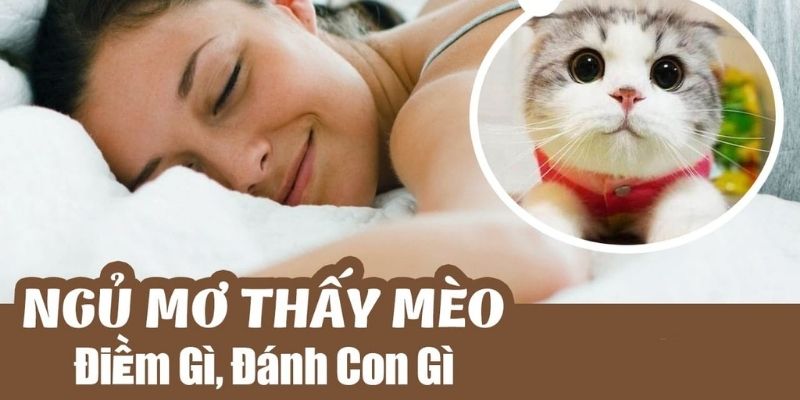 Giải mã câu hỏi mơ thấy mèo con đánh con gì cho các cược thủ